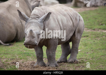 Südliche Breitmaulnashorn (Ceratotherium Simum Simum). Kleine Nashörner im Zoo von Beauval in Saint-Aignan Sur Cher, Loir-et-Cher, Frankreich. Stockfoto