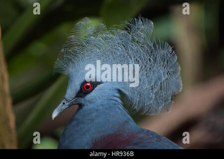 Western gekrönte Taube (Goura Cristata), auch bekannt als die blaue gekrönte Taube. Stockfoto