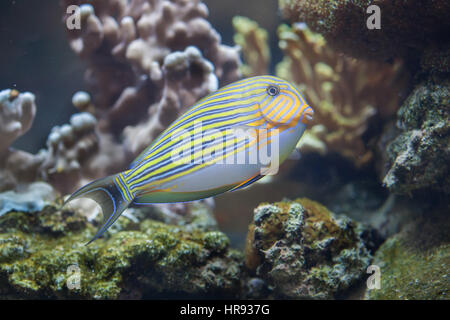 Blau gebändert Doktorfisch (Acanthurus Lineatus), auch bekannt als die Zebra-Doktorfisch. Stockfoto