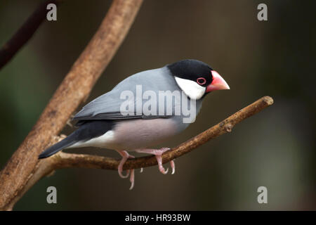 Java Sparrow (Lonchura Oryzivora), auch bekannt als Java Finch oder Java Reis Spatz. Stockfoto