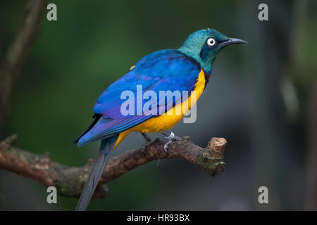 Golden-breasted Starling (Glanzstare Regius), auch bekannt als die königliche Starling. Stockfoto