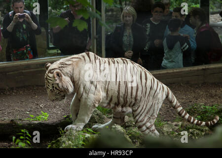 Die Besucher freuen als der weiße Tiger (Panthera Tigris Tigris) zu Fuß in seinem Gehege im Zoo von Beauval in Saint-Aignan Sur Cher, Loir-et-Cher, Frankreich. Stockfoto