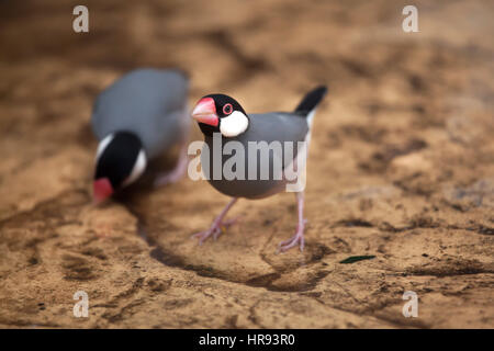 Java Sparrow (Lonchura Oryzivora), auch bekannt als Java Finch oder Java Reis Spatz. Stockfoto