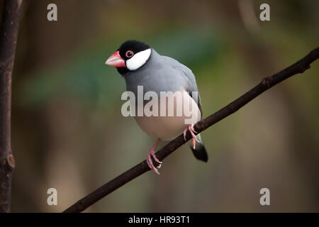 Java Sparrow (Lonchura Oryzivora), auch bekannt als Java Finch oder Java Reis Spatz. Stockfoto