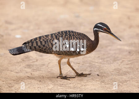 Sunbittern (Eurypyga Helias). Tierwelt Tier. Stockfoto