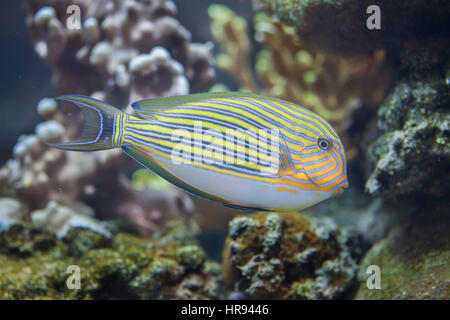 Blau gebändert Doktorfisch (Acanthurus Lineatus), auch bekannt als die Zebra-Doktorfisch. Stockfoto