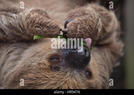 Linnés zwei – Finger Faultier (Choloepus Didactylus), auch bekannt als die südlichen zwei – Finger Faultier. Stockfoto