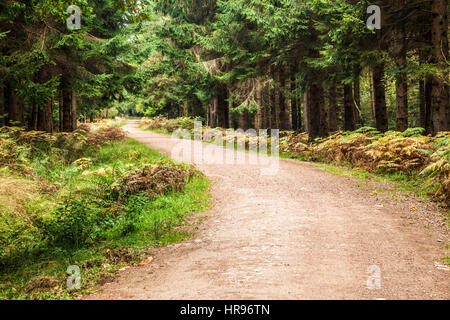 Wald-Pfad durch den Forest of Dean in Gloucestershire. Stockfoto