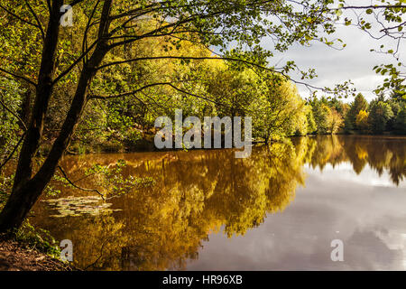 Rede-Haus-See im Forest of Dean in Gloucestershire. Stockfoto