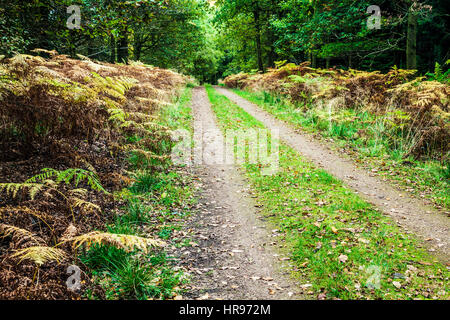 Wald-Pfad durch den Forest of Dean in Gloucestershire. Stockfoto