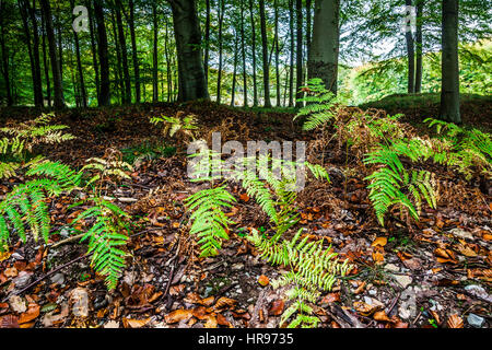 Der Forest of Dean in Gloucestershire. Stockfoto