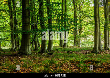 Der Forest of Dean in Gloucestershire. Stockfoto