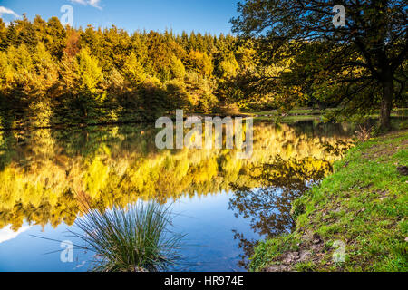 Stockenten Hecht im Forest of Dean in Gloucestershire. Stockfoto