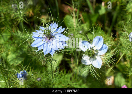 Nigella Blume Stockfoto