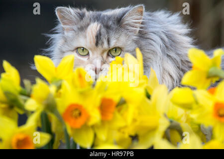 Eine Katze späht durch Frühling Narzissen im Garten. Stockfoto