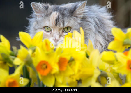 Eine Katze späht durch Frühling Narzissen im Garten. Stockfoto