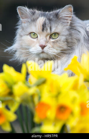 Eine Katze späht durch Frühling Narzissen im Garten. Stockfoto