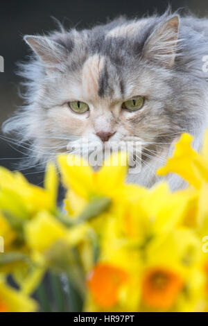 Eine Katze späht durch Frühling Narzissen im Garten. Stockfoto