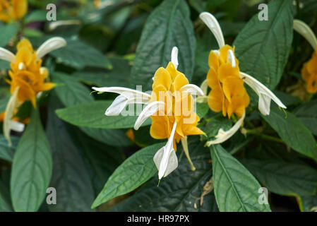 Pachystachys Lutea Nees Stockfoto