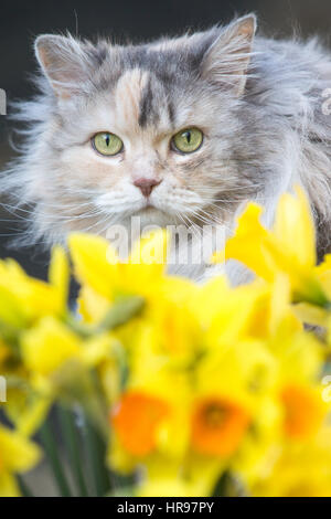 Eine Katze späht durch Frühling Narzissen im Garten. Stockfoto