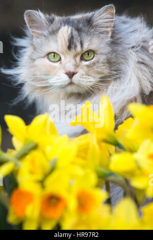 Eine Katze späht durch Frühling Narzissen im Garten. Stockfoto