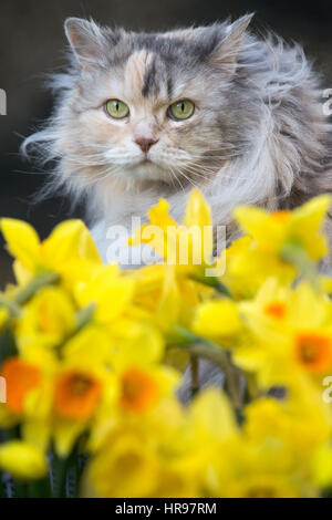 Eine Katze späht durch Frühling Narzissen im Garten. Stockfoto