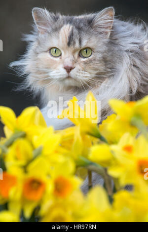 Eine Katze späht durch Frühling Narzissen im Garten. Stockfoto