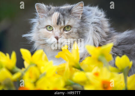 Eine Katze späht durch Frühling Narzissen im Garten. Stockfoto