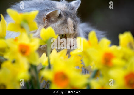 Eine Katze späht durch Frühling Narzissen im Garten. Stockfoto