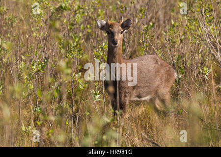 Sika Rotwild (Cervus Nippon) im sumpfigen Gelände in Assateague Island National Seashore, MD, USA Stockfoto