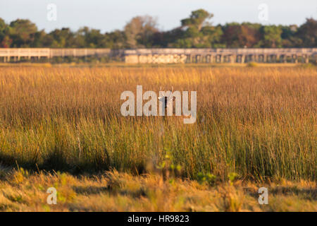 Sika Rotwild (Cervus Nippon) im sumpfigen Gelände in Assateague Island National Seashore, MD, USA Stockfoto