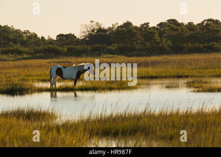 Assateague Pony (Equus Caballus) auf der Suche nach Nahrung in einem Sumpf im Assateague Island National Seashore, MD, USA Stockfoto