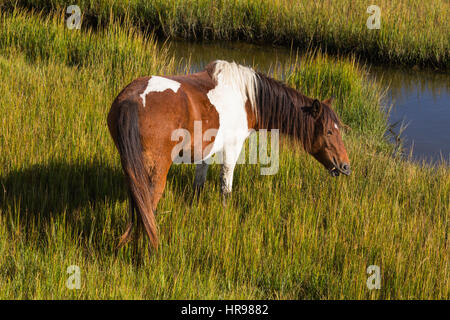 Assateague Pony (Equus Caballus) auf der Suche nach Nahrung in einem Sumpf im Assateague Island National Seashore, MD, USA Stockfoto