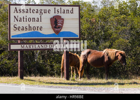 Assateague Pony (Equus Caballus) Colt und Mutter Beweidung durch den Park zu unterzeichnen InAssateague Island National Seashore Stockfoto