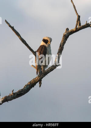 Laughing Falcon thront auf einem Ast Stockfoto