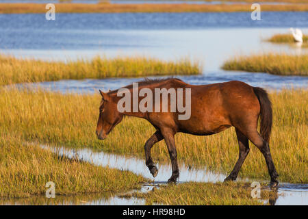 Assateague Pony (Equus Caballus) auf der Suche nach Nahrung in einem Sumpf im Assateague Island National Seashore Stockfoto