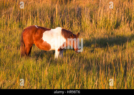 Assateague Pony (Equus Caballus) auf der Suche nach Nahrung in einem Sumpf im Assateague Island National Seashore, MD, USA Stockfoto