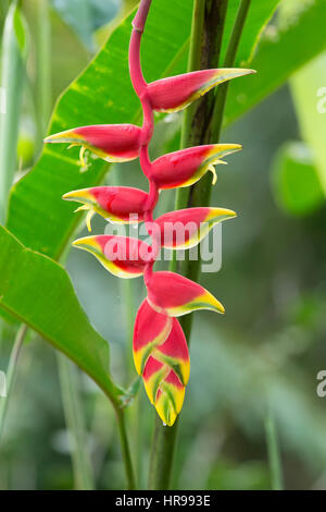 Nahaufnahme von einem Heliconia, Hanging Lobster Claw, Heliconia rostrata Stockfoto