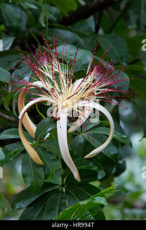 Guyana Kastanienbaum Blume Stockfoto