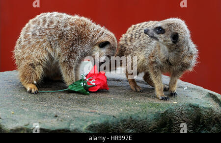 Liebe liegt in der Luft für Valentinstag auf Smithills Open Farm in Bolton, Lancashire. Meerkat Alexander sagt es mit Blumen, wie er rot Ro übergibt Stockfoto