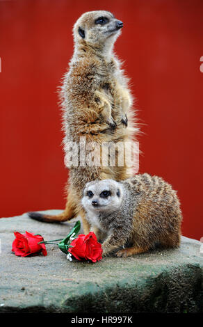 Liebe liegt in der Luft für Valentinstag auf Smithills Open Farm in Bolton, Lancashire. Meerkat Alexander sagt es mit Blumen, wie er rot Ro übergibt Stockfoto