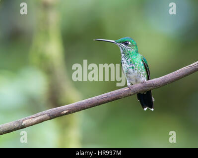 Weibliche grün gekrönt brillante Kolibri thront auf einem Ast Stockfoto