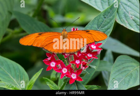 Dryas Iulia Flamme Schmetterling auf rosa Blüten Stockfoto