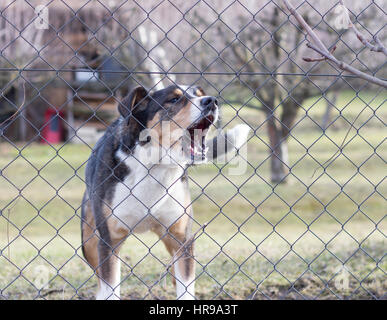 aggressive bellender Hund hinter Zaun Garten bewachen Stockfoto