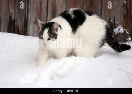 Katze im Schnee wandern Stockfoto