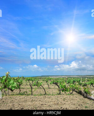 Frühling-Weinberg mit früh blühende Blätter während des Tages. Stockfoto