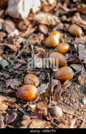 Gefallenen Eicheln aus Eichen auf dem Waldboden, England. VEREINIGTES KÖNIGREICH. Stockfoto