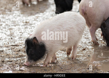 Schwein trinkt Wasser aus Pfützen auf der Weide auf dem Bauernhof Stockfoto