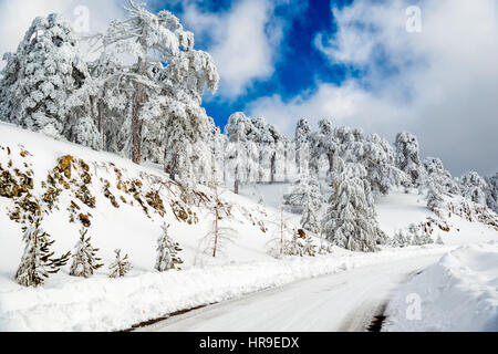 Leere gekrümmte Straße durch den verschneiten Wald. Troodos-Gebirge, Zypern. Stockfoto