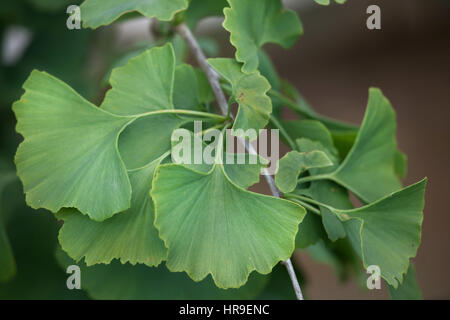 Ginkgo-Baum (Ginkgo Biloba), auch bekannt als Ginkgo oder Gingko. Stockfoto